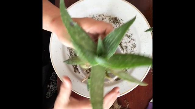 130. Размножение алоэ детками. Рассаживаю деток по горшкам смотреть онлайн