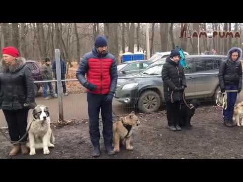 НАША ШКОЛА для пумы и не только OUR SCHOOL Is For Cougar And Not Only