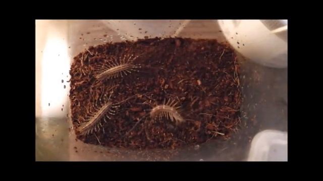Мухоловка (Scutigera coleoptrata) кормление смотреть онлайн