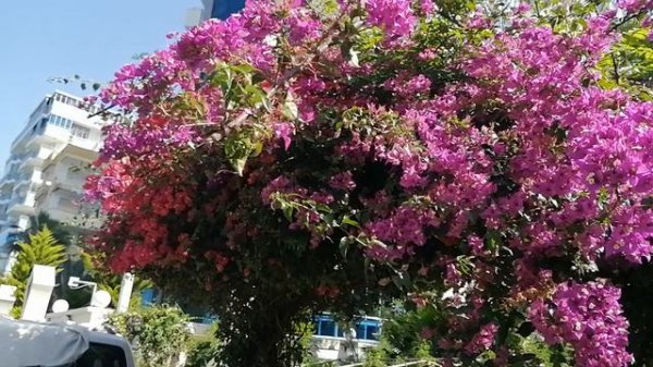 АЛАНЬЯ. ТУРЦИЯ 2024.