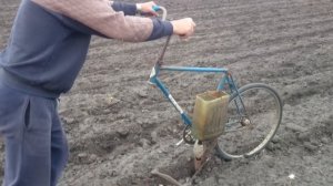 Самодельная кукурузы сажали