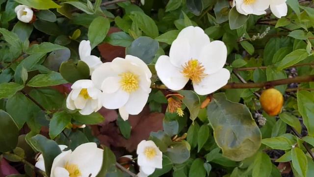 Magnolia Gails Favorite