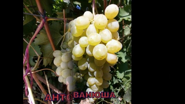 Виноград. Сорта винограда смотреть онлайн