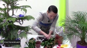 Каланхоэ уход в домашних условиях / каланхоэ размножение