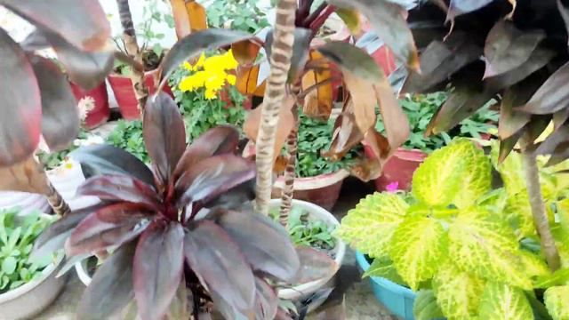 Dracaena plant propagation by 4 method/dracaena plant care/song of India plant смотреть онлайн