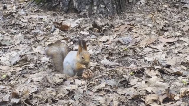 Ворон, атакованный воронами и белка с кедровой шишкой смотреть онлайн