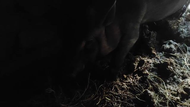 Открытие свинарника. Свинарник для вьетнамских поросят. смотреть онлайн