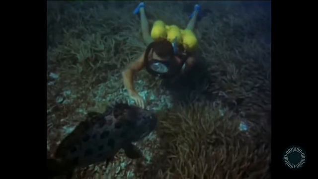 Las películas más ganadoras de los Festivales de Cine /Año 1956 смотреть онлайн