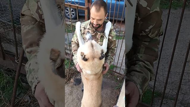 Собачья любовь