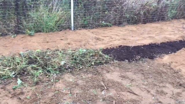 Клюква, брусника и китайский лимонник посажены! смотреть онлайн