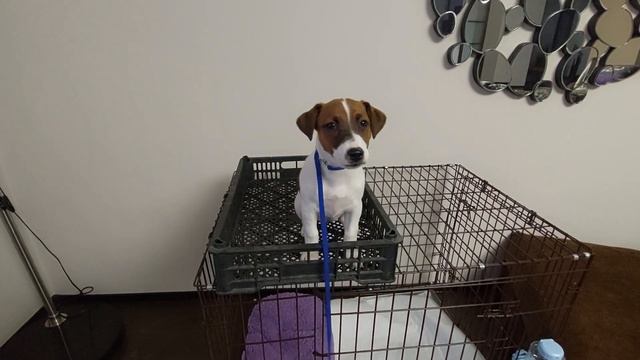 Освоение связки сидеть-стоять. смотреть онлайн