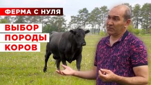 Ферма с нуля | Мясное скотоводство | Выбор породы и рацион кормления коров