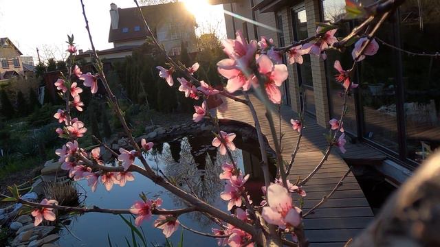 Персик цветение 4k смотреть онлайн