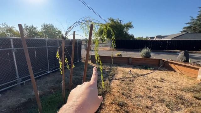 Spend The Morning In The Garden With Me! 🌷 :: Bulbs, Planting Poppies And Staking The Willow!