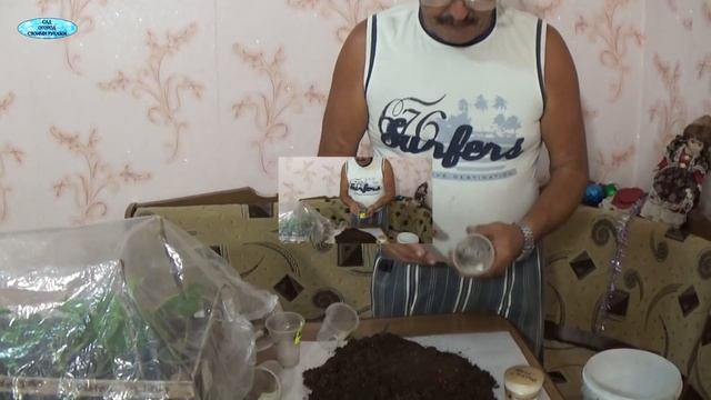 ЗЕЛЁНОЕ ЧЕРЕНКОВАНИЕ ВИНОГРАДА В АВГУСТЕ. смотреть онлайн