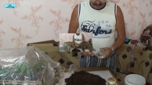 ЗЕЛЁНОЕ ЧЕРЕНКОВАНИЕ ВИНОГРАДА В АВГУСТЕ.
