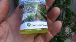 ТЕКОМА  КАМПСИС ТРУБКОЦВЕТ, КАК УНИЧТОЖИТЬ ЭТУ ЛИАНУ!?