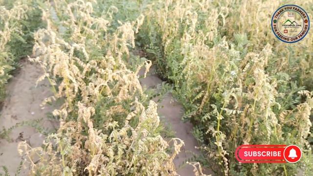 Gram| Chana| Problems in pulses| wilt| Frost and Insect pests смотреть онлайн