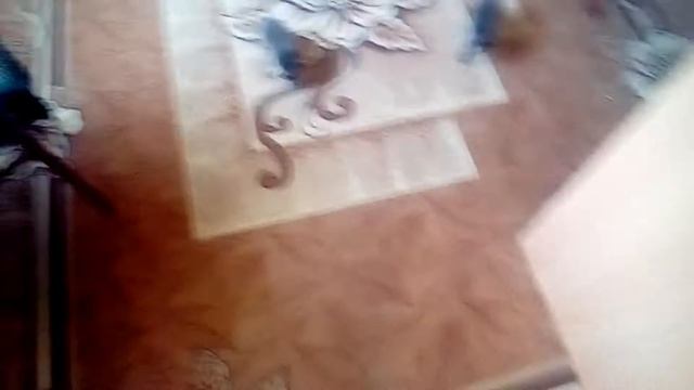 Нападение енота на человека смотреть онлайн