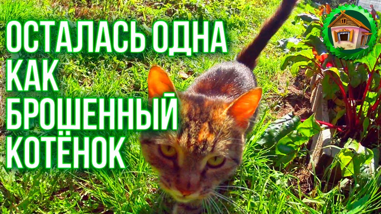 Осталась без мужа. Одна в Деревне. Докрашиваю дом и Готовлю еду на костре. 99 серия смотреть онлайн