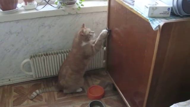 Честер открывает дверь смотреть онлайн