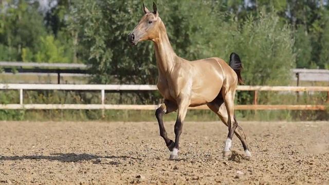 Золотой Ахалтекинский жеребчик Гаур смотреть онлайн