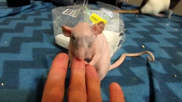 Крыса сфинкс | Зюзюка и компания. (Fancy Rats | Декоративные Крысы) смотреть онлайн