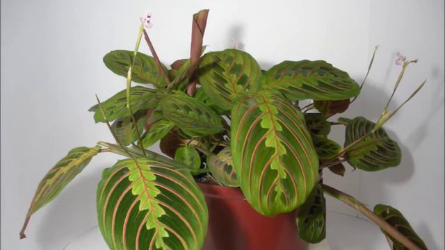 Maranta Tricolor 30 Hours Time Lapse смотреть онлайн