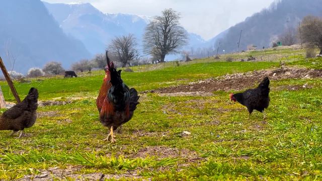 Life, Nature And Mountains! A Culinary Diary From A Distant Village смотреть онлайн