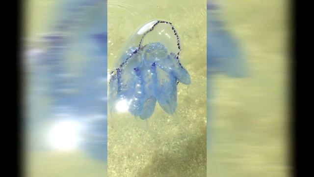 Где рот у медузы Корнерот? смотреть онлайн