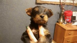 Щенки Йорка возраст 1 месяц 10 дней