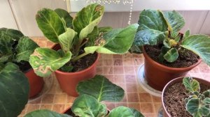 Болезни у Глоксиний