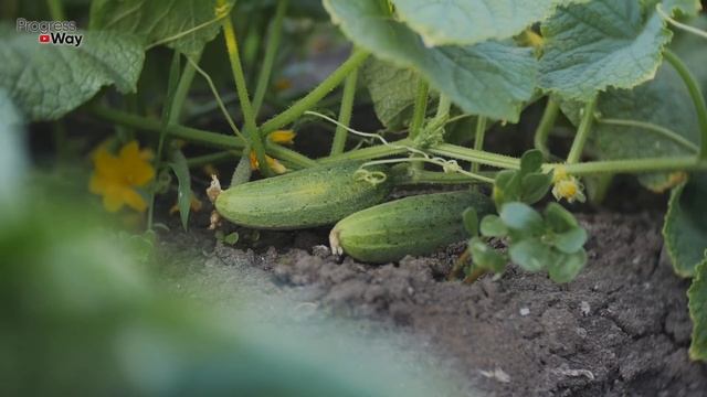 Подлил В Огурцы Это, Сама В Шоке, Тонны Огурцов С Простой Дачи, Подкормка Для Огурцов смотреть онлайн