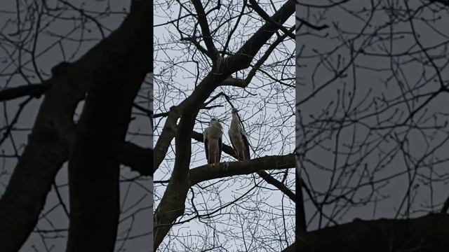 Весенние заботы аистов: строительство гнёзд смотреть онлайн