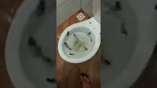 Неожиданность бразильских туалетов / лягушки в туалете / ржу не могу смотреть онлайн