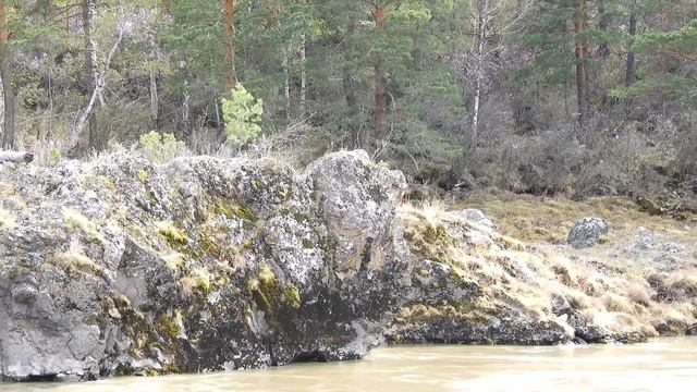 Алтай и на камнях растет маральник (багульник) в 4К. смотреть онлайн