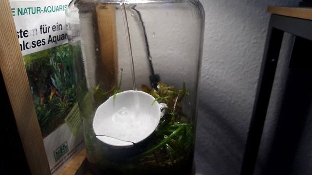 3 Month Update of my Dirted Walstad Aquarium Jar - How To смотреть онлайн