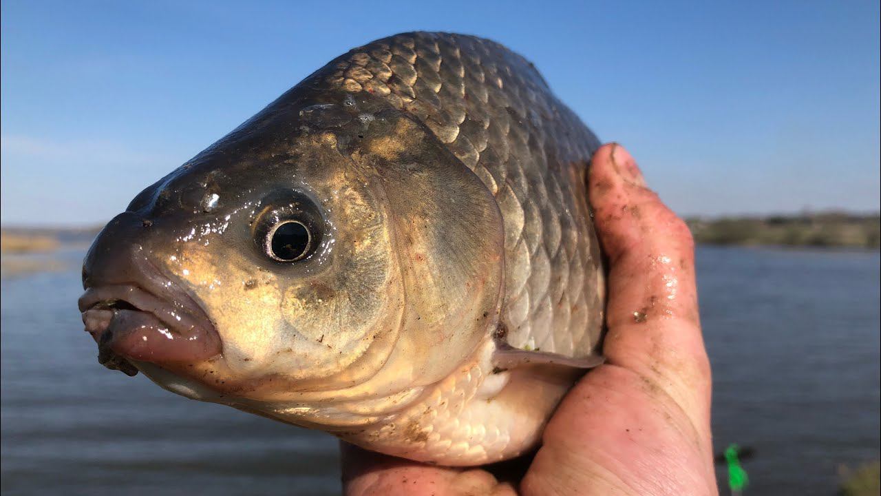 Фидер в АПРЕЛЕ / ОГРОМНЫЙ КАРАСЬ с Мощными ПОКЛЁВКАМИ смотреть онлайн
