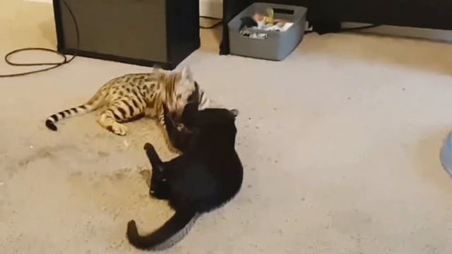 Bengal and Savannah Kittens Play Wrestling смотреть онлайн