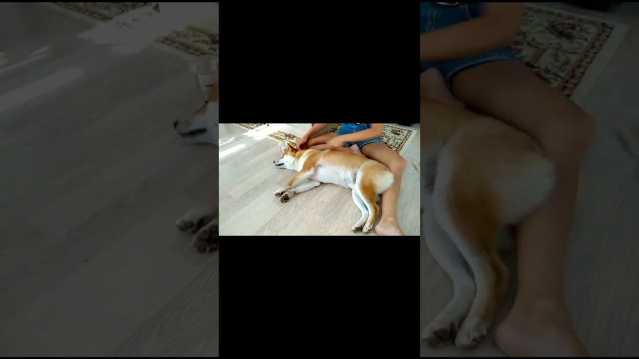 Непокорный Сиба-ину смотреть онлайн