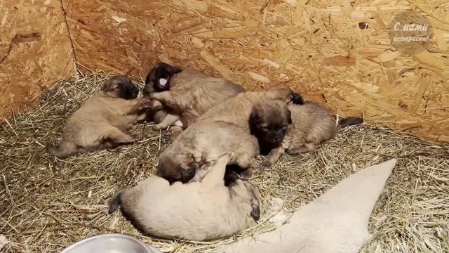 Царь Всех Собак - Тибетский Мастиф! Самая Дорогая Собака в Мире! смотреть онлайн