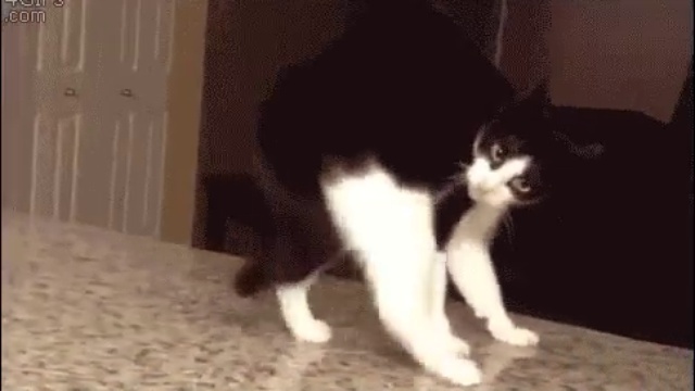 Хозяин, с вискасом что то не так... смотреть онлайн