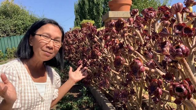 My Dormant Aeoniums - Pinay Countrylife #garden #gardening #succulents #aeonium смотреть онлайн