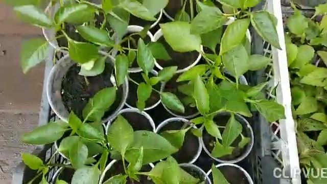 ГОТОВИМСЯ К ДАЧНОМУ СЕЗОНУ... НА РЫНКЕ... смотреть онлайн