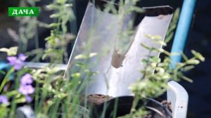 КОНТЕЙНЕРНОЕ ОЗЕЛЕНЕНИЕ - горшки  из бетона, какие многолетники можно использовать для вазонов