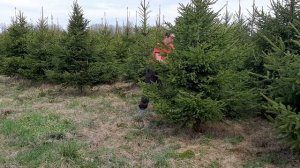 Обрезка деревьев видео онлайн бесплатно. Стрижка ели обыкновенной весной и осенью на питомнике.
