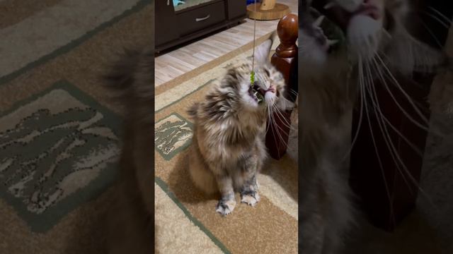 #любимые #мимимишки #мейнкун #питомник #кошка #котята #животные #кот #maincoon #игры смотреть онлайн