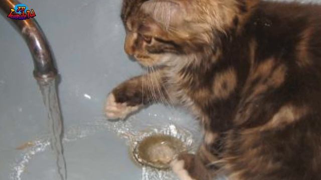 Сибирская порода - особенности породы