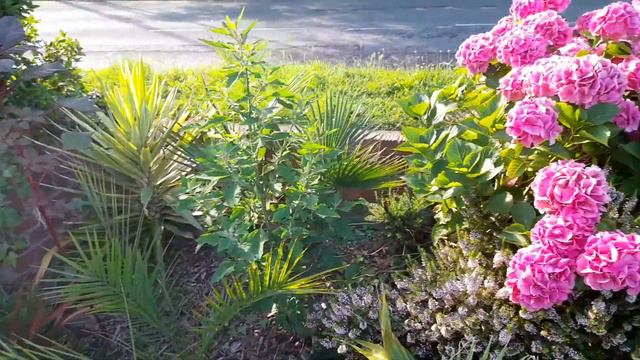 Front garden summer update/tour (mid august) смотреть онлайн