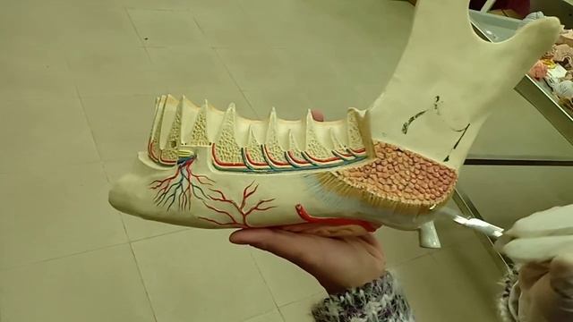 Practical Anatomy - GIT Module - Giant Mandible 2 смотреть онлайн